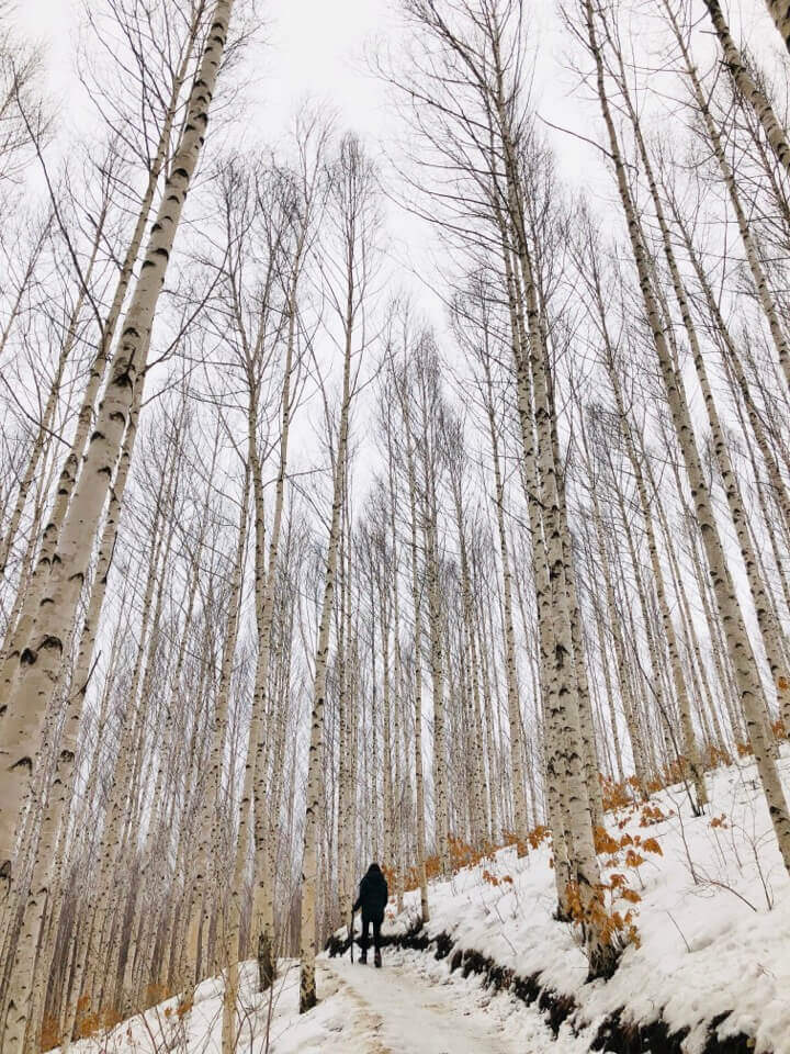 인제 원대리 자작나무 숲 - 눈 왔을 때 더 예쁜 겨울 여행 추천지