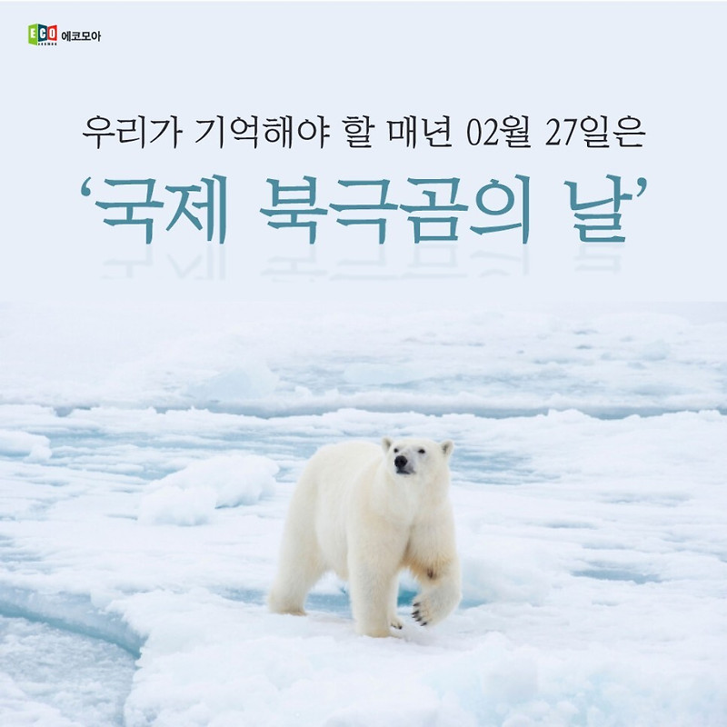 매년 02.27국제 북극곰의 날(feat.메이데이)