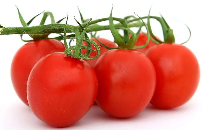 주말농장 텃밭 작물 키우기 #3 토마토 키우기 및 재배방법