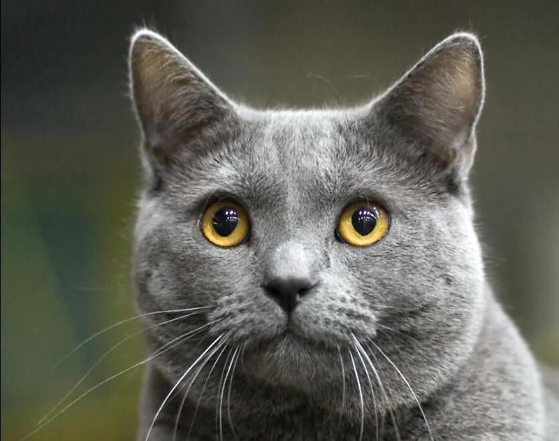 샤트룩스 (Chartreux)고양이 우리가 몰랐던 6가지 이야기
