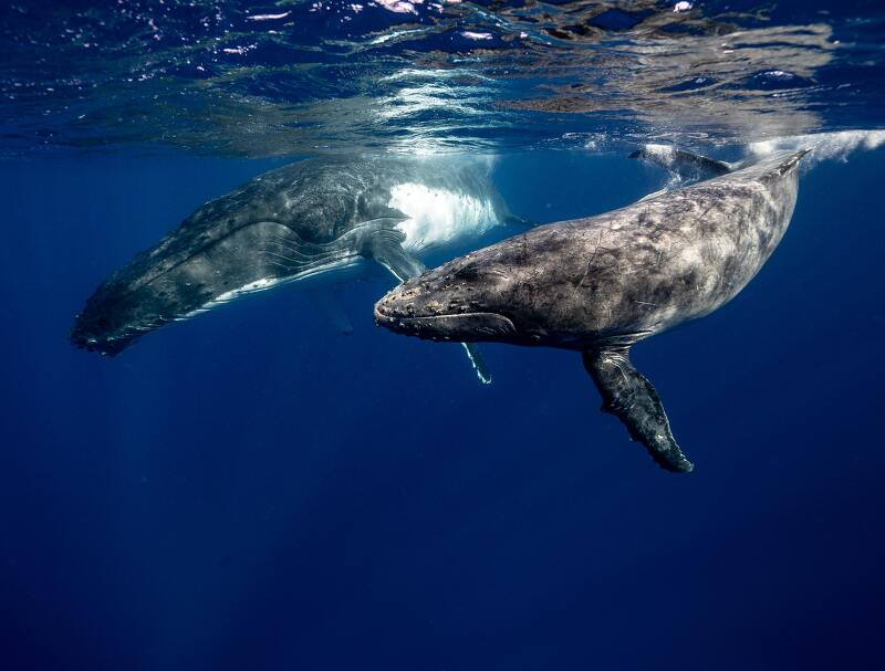 고래 꿈해몽 :: 고래 타는꿈, 고래 잡는꿈, 고래한테 물리는꿈, 고래가 품에 안기는꿈