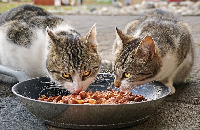 고양이 사료 적정 급여량 계산 및 사료별 칼로리 계산 이렇게 하세요!
