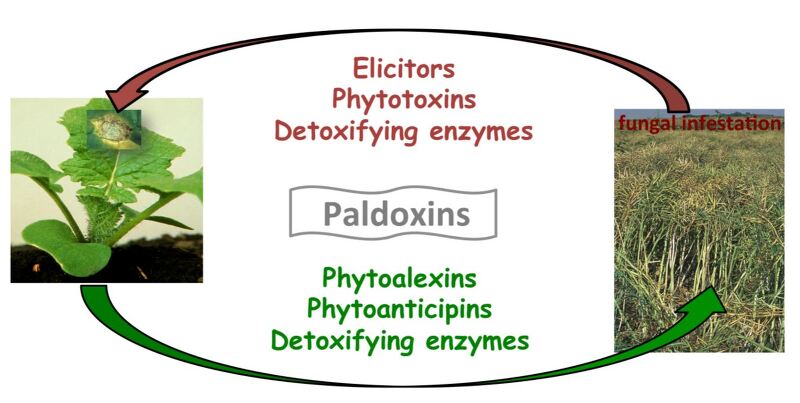 파이토알렉신 phytoalexin