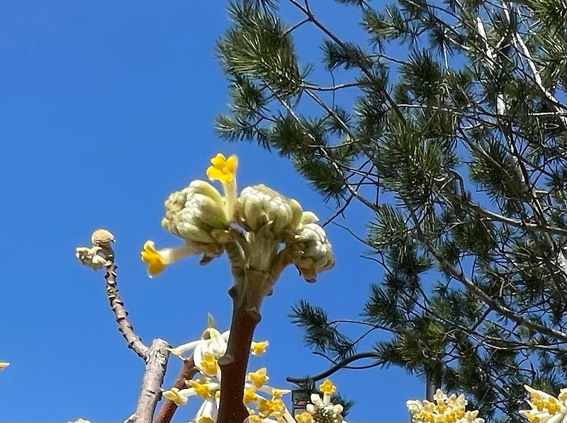 세갈래 삼지닥나무 꽃 새봄 개화 소식