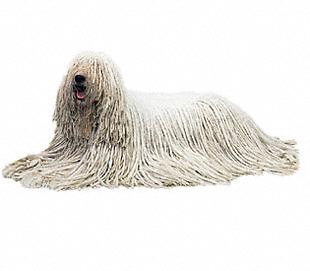 코몬도르, 세계에서 가장 두꺼운 털을 가진 개