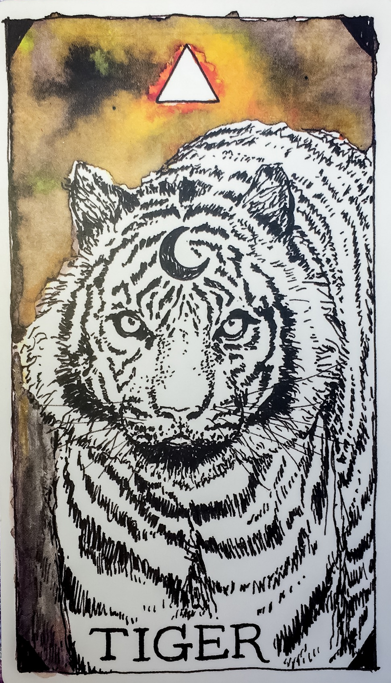 [오라클카드배우기/와일드언노운애니멀스피릿]The Wild Unknown Animal Spirit Tiger 호랑이 해석 및 의미