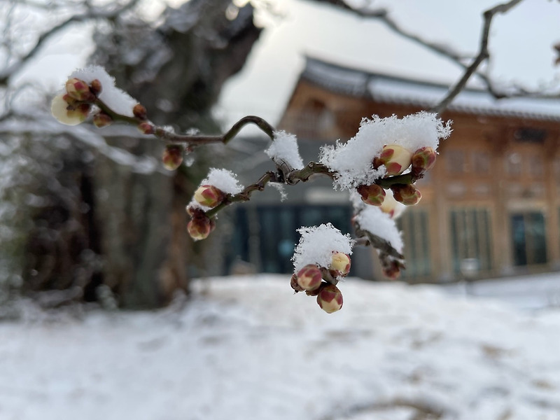 매경한고발청향(梅經寒苦發淸香), 겨울 한옥집 맑은 꽃 향기