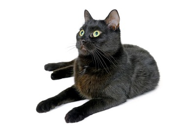 봄베이(Bombay cat)
