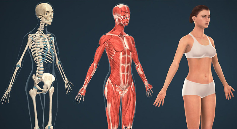 인체의 다층구조 - 육신 (오장육부와 순환계, 신경계)