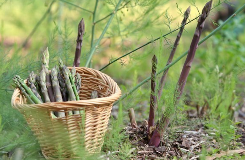 아스파라거스 재배방법,아스파라거스 모종 심는 시기 파종시기