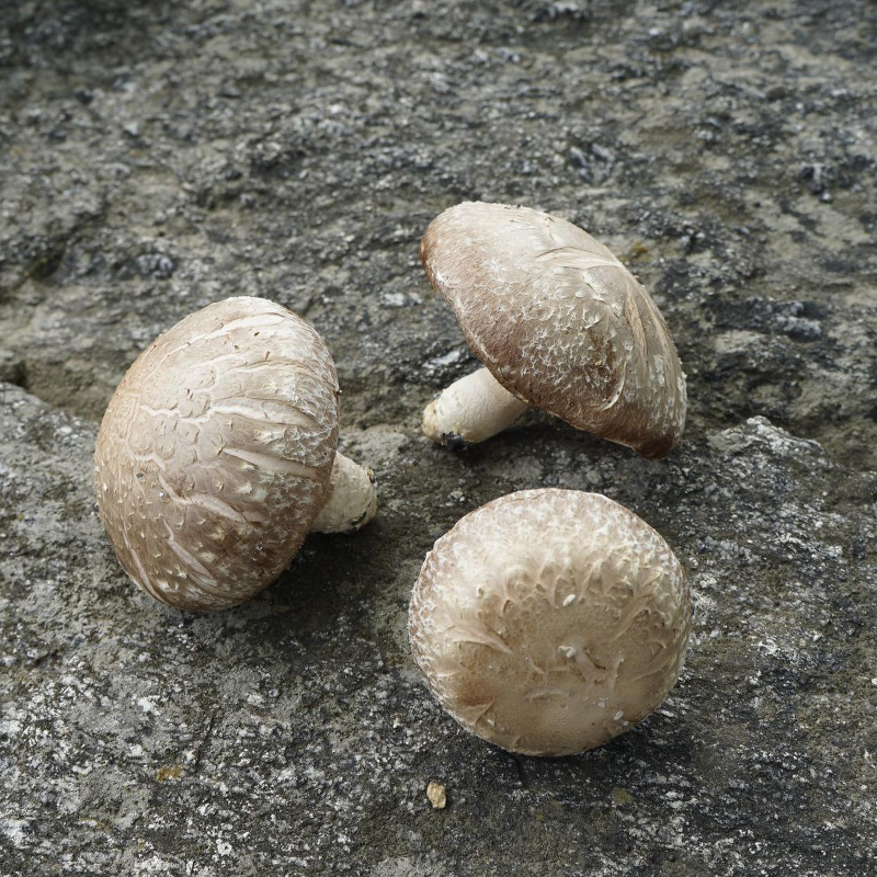 표고버섯 재배방법