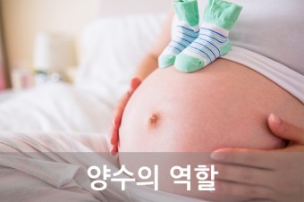임신정보 : 건강한 양수 만들기!