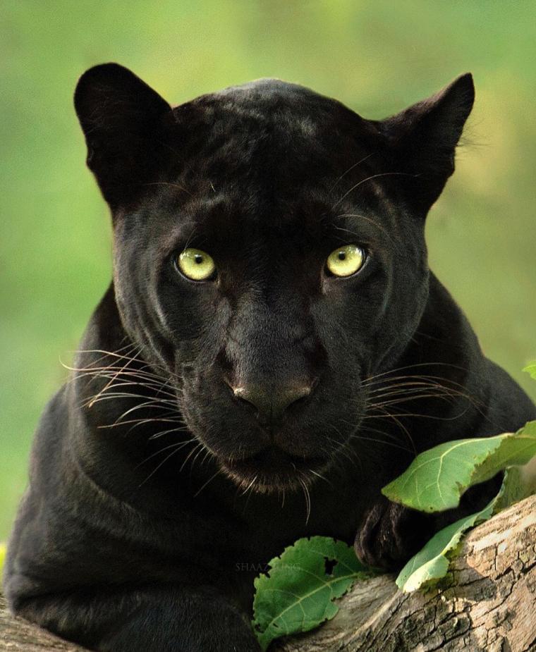 인도 정글에서 발견된 블랙팬서