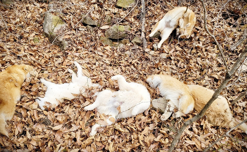 야산에 버려진 개 사체 71구, 확인결과 동물병원 소행으로 밝혀져