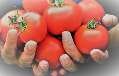 토마토의 효능 및 보관방법