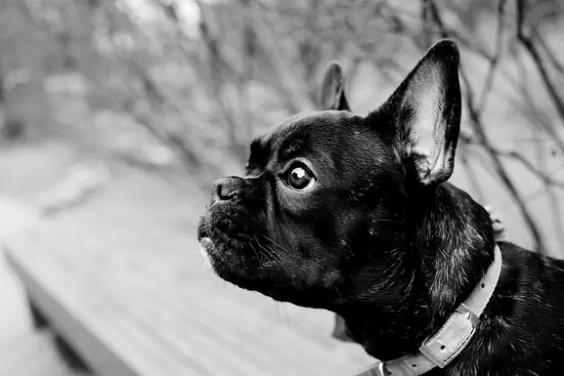 강아지 소화불량 증상 10가지 | 이상신호와 대처방법은?