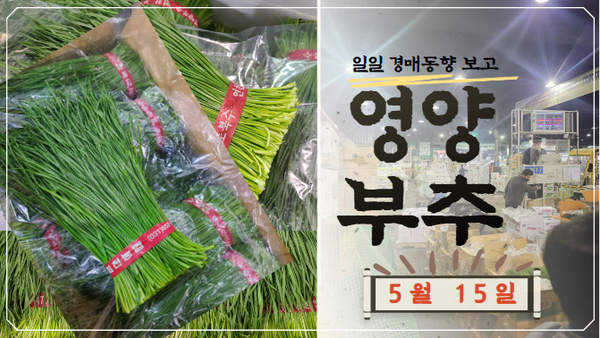 [경매사 일일보고] 5월 15일자 가락시장 영양부추 경매동향을 살펴보겠습니다!