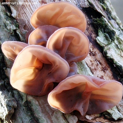 Efficacy and _ Side Effects of Wood Ear Mushroom (Feat. Silver Ear Mushroom and _ Beta Glucan)