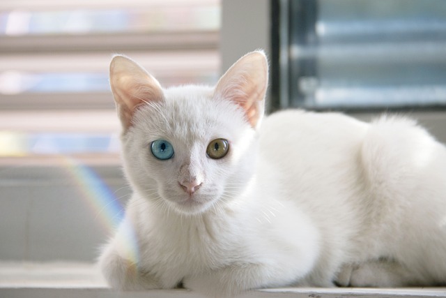 [고양이 이색증] 눈 색깔이 다른 이유, 오드아이는 청력이 나쁠까?