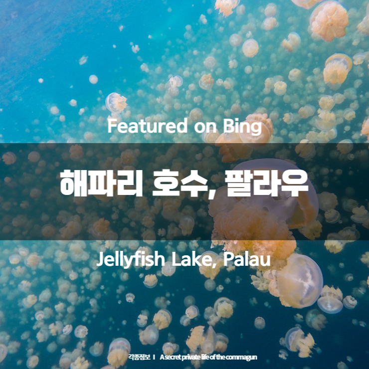 Featured on Bing - 해파리 호수, 팔라우 Jellyfish Lake, Palau