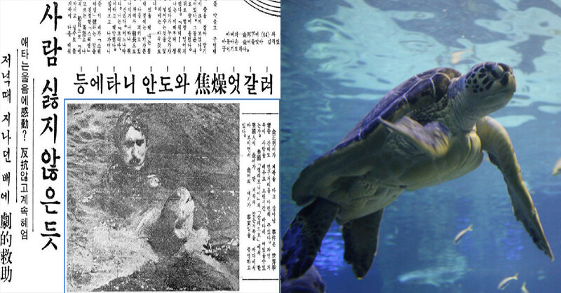 바다 한가운데 빠진 한국인 선원을 구해준 거북이