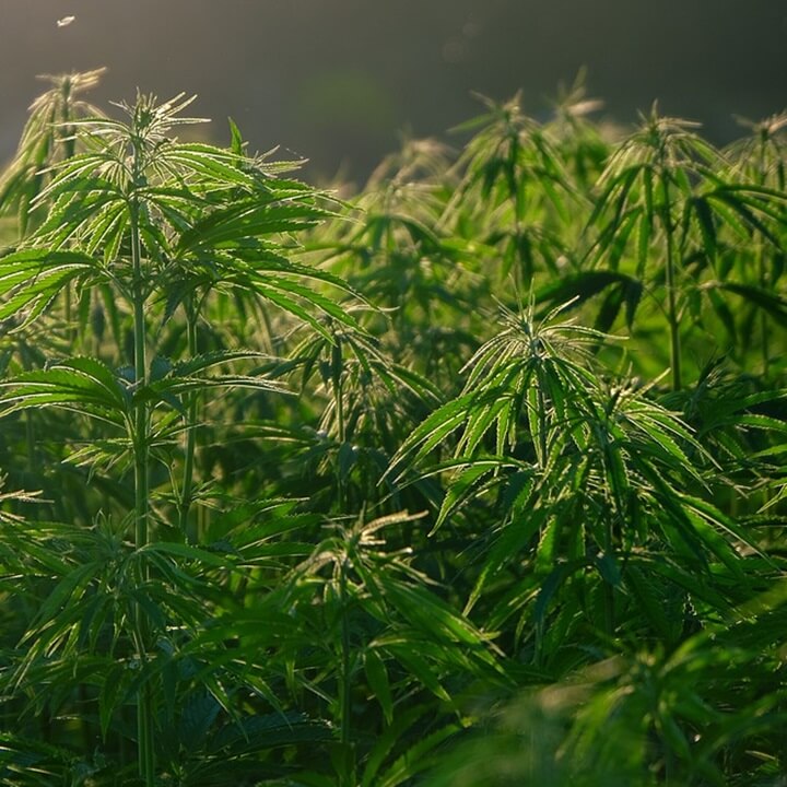 마리화나 합법화가 현실화 되어가는 미국, 과연 우리나라 대마초 단속법에 미치는 영향은?