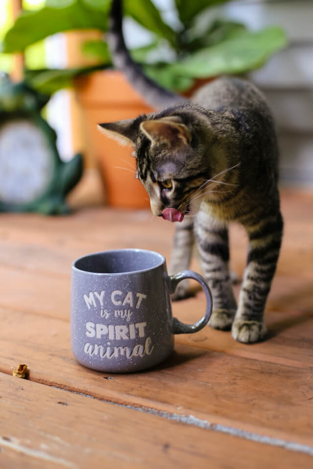 고양이는 커피 마시면 큰일나요! 
