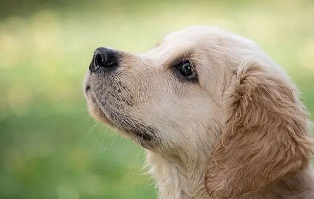 강아지 안검내반증 ? 눈물의 비밀은 1가지 문제일수 있다.