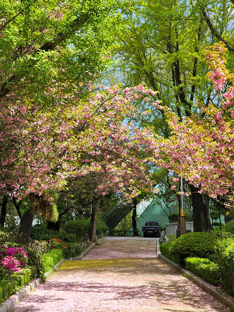 인천 자유공원 왕벚꽃길