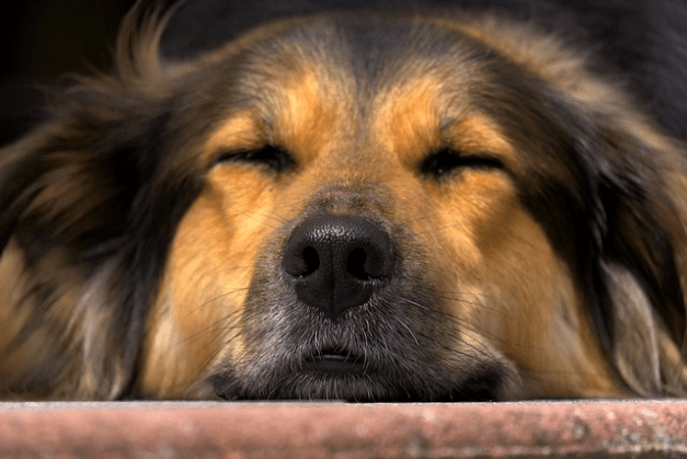 왜 개 코는 촉촉할까?  반려견 코 건조증 원인과 해결
