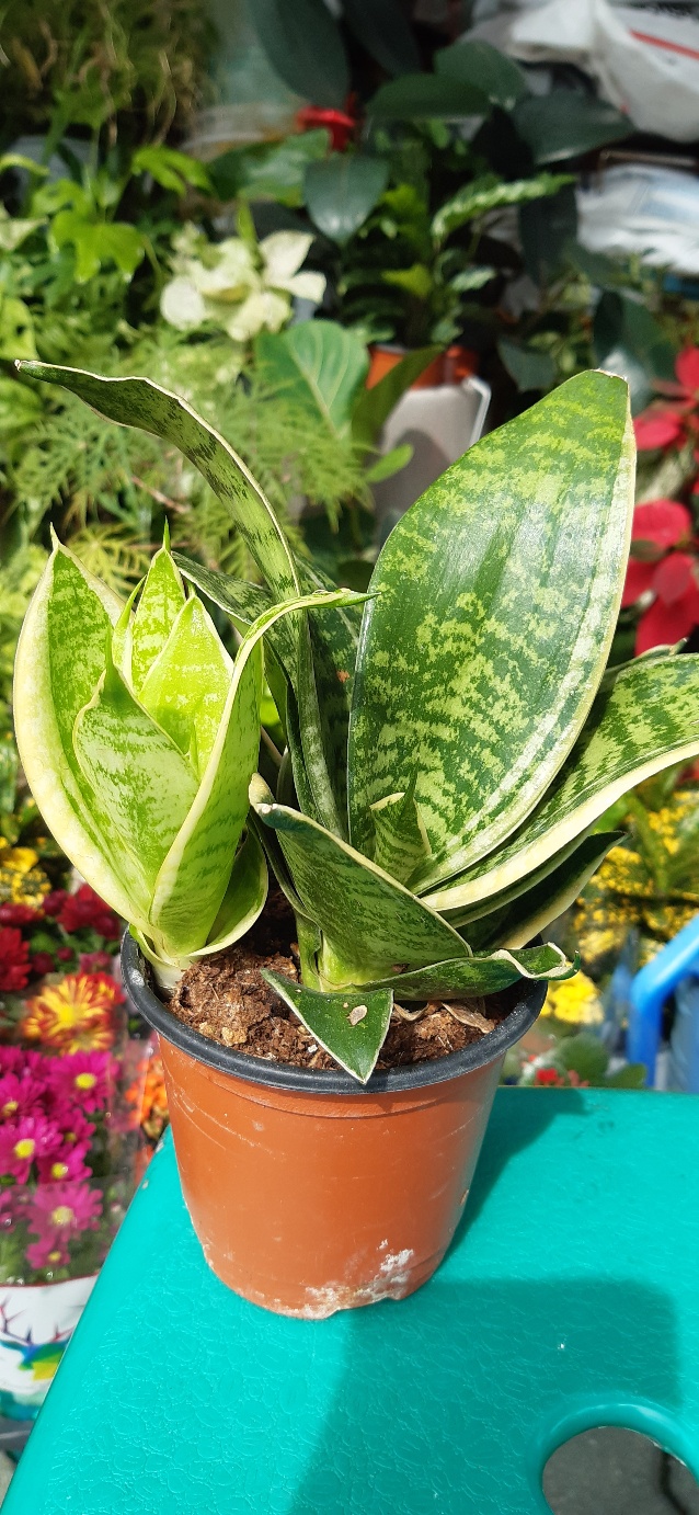 식물 초보도 실내에서 키우기 쉬운 공기정화식물 BEST 7