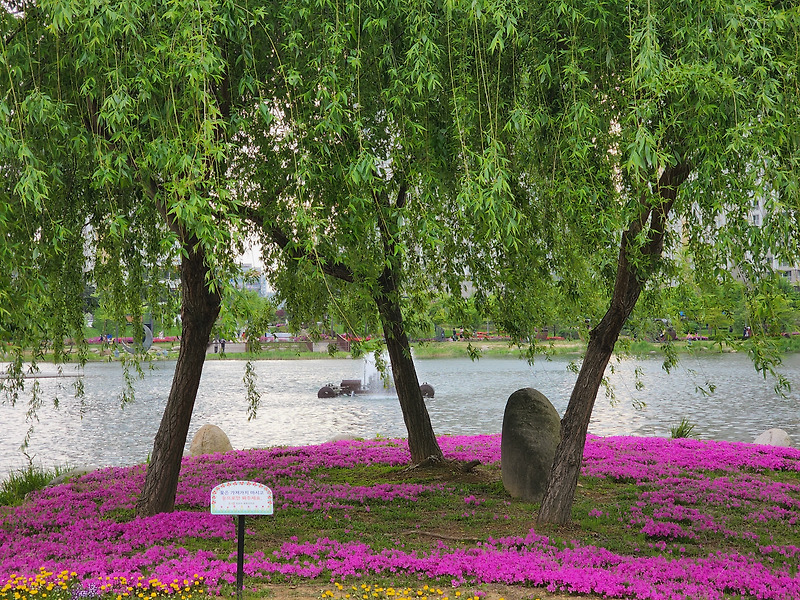 5월 첫날 봄 나들이...김포 호수공원