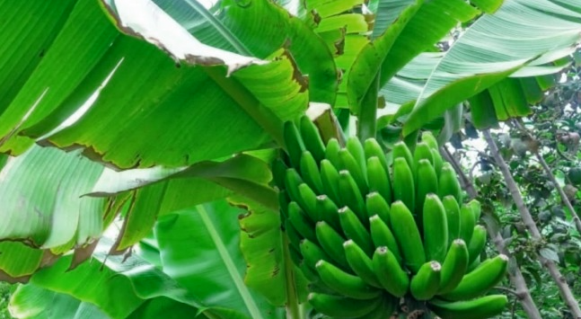 바나나잎의 효능과 성분: 자연의 보물을 만나다