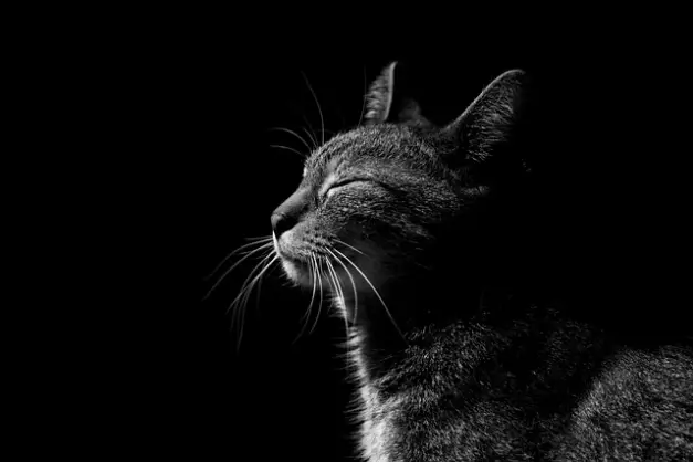 고양이 특발성 방광염 이란? 원인 , 증상과 예방 알아보자