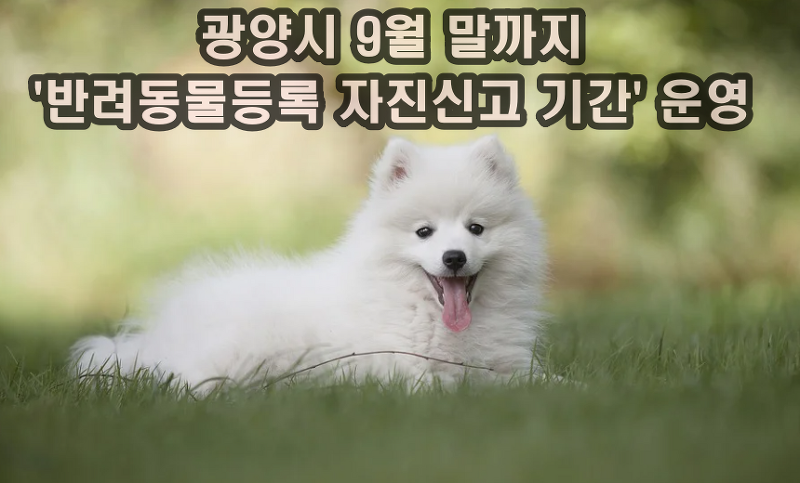 전남 광양시 9월 말까지 '반려 동물등록 자진 신고 기간' 운영 중