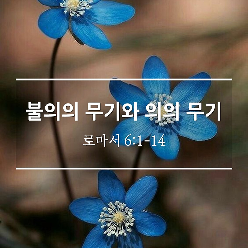 불의의 무기와 의의 무기 / 롬 6:1-14