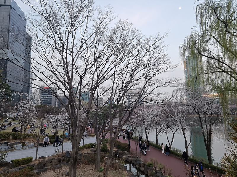 오늘자 석촌호수 벚꽃 상황 (2021년 3월 26일)