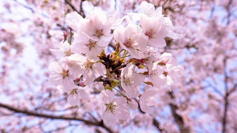 [사진]동네 마실하며 벚꽃구경#2/2020.04.02