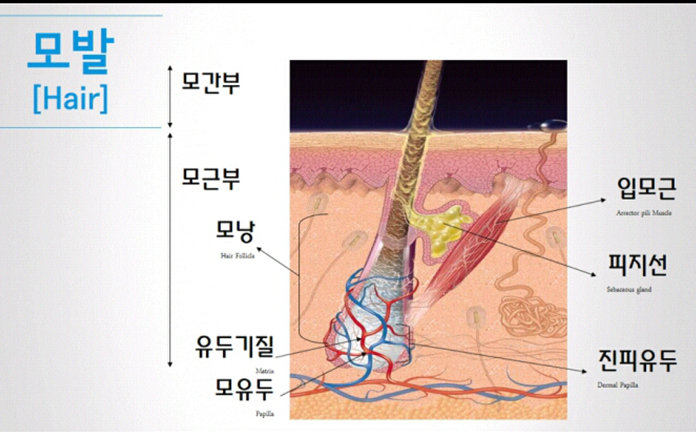 나도 혹시 탈모?