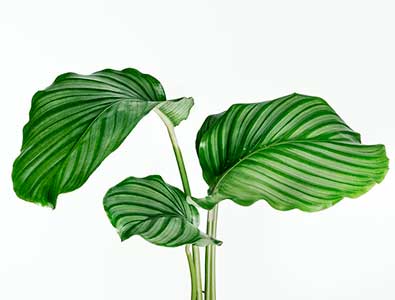 실내에서 키우기 쉬운 식물 10가지
