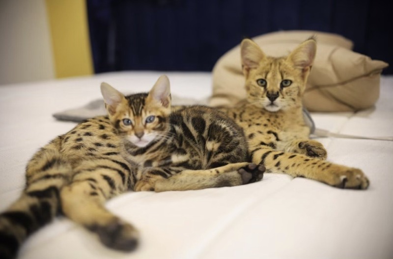 F1 Savannah Cats: These Huge Exotic Kitties Love to Play Fetch and Swim; and Cost Upwards of $20,000