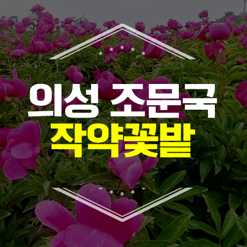 [의성 가볼만한 곳] 의성 조문국 사적지 작약꽃밭