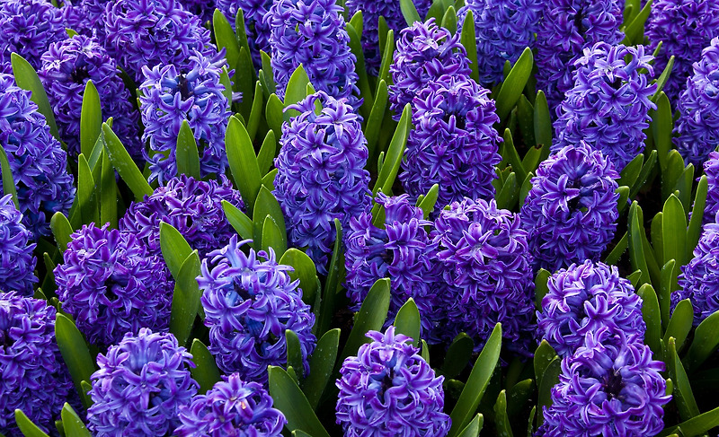 색마다 다른 꽃말을 가진 꽃, 히아신스(hyacinth)