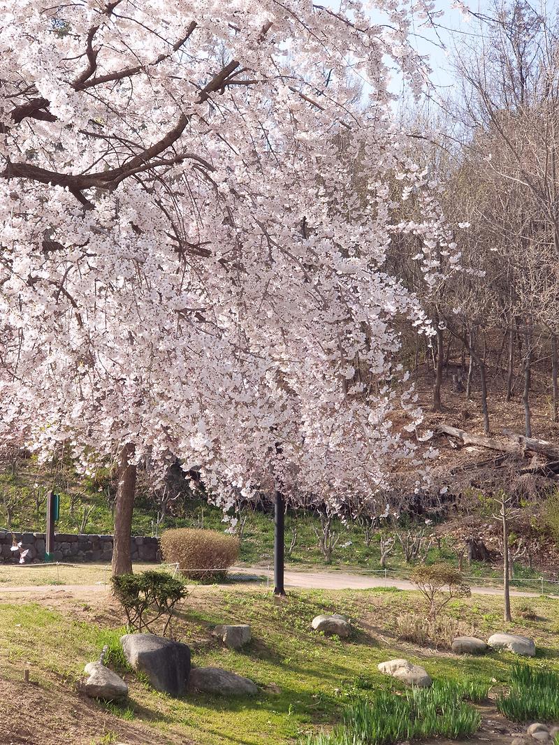 동네 봄나들이 명소  서서울호수공원에 벚꽃이 활짝폈어요!!!