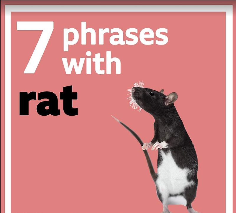 [영어] rat과 관련된 유용한 영어표현 첫번째