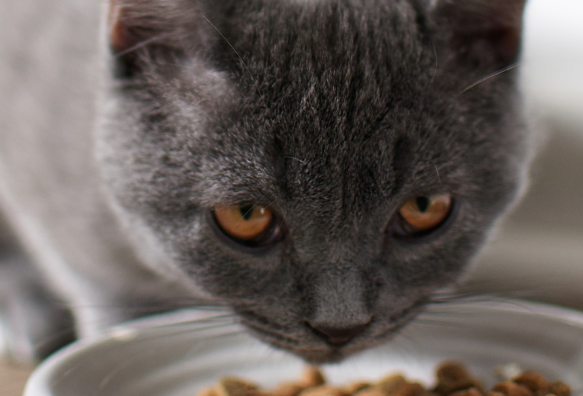 건강한 식사를 위한 고양이 사료 레시피 및 영양관리법