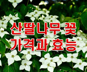 산딸나무꽃 가격 열매효능 3가지!!!