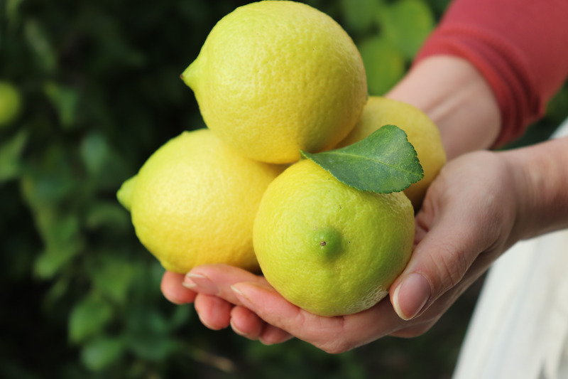 국내산 유기농 제주 레몬 VS 수입산 레몬 ? 디톡스 다이어트하기