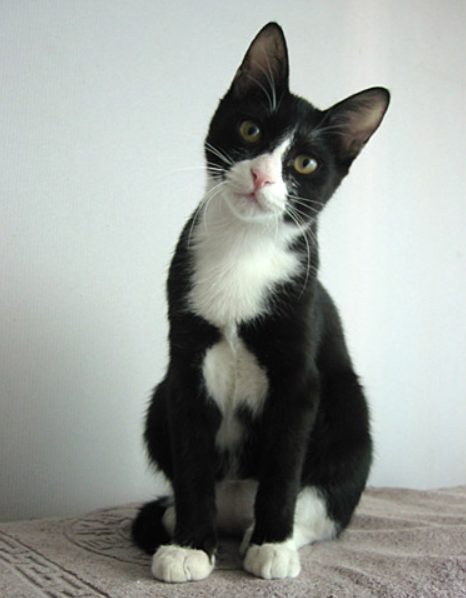 코리안 숏헤어 고양이 특징, 성격, 유전병에 대해 알아보자