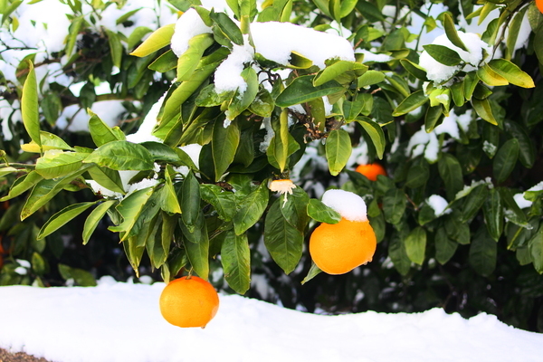 겨울철 비타민이 풍부한 귤의 효능 보관법 주의할점은?